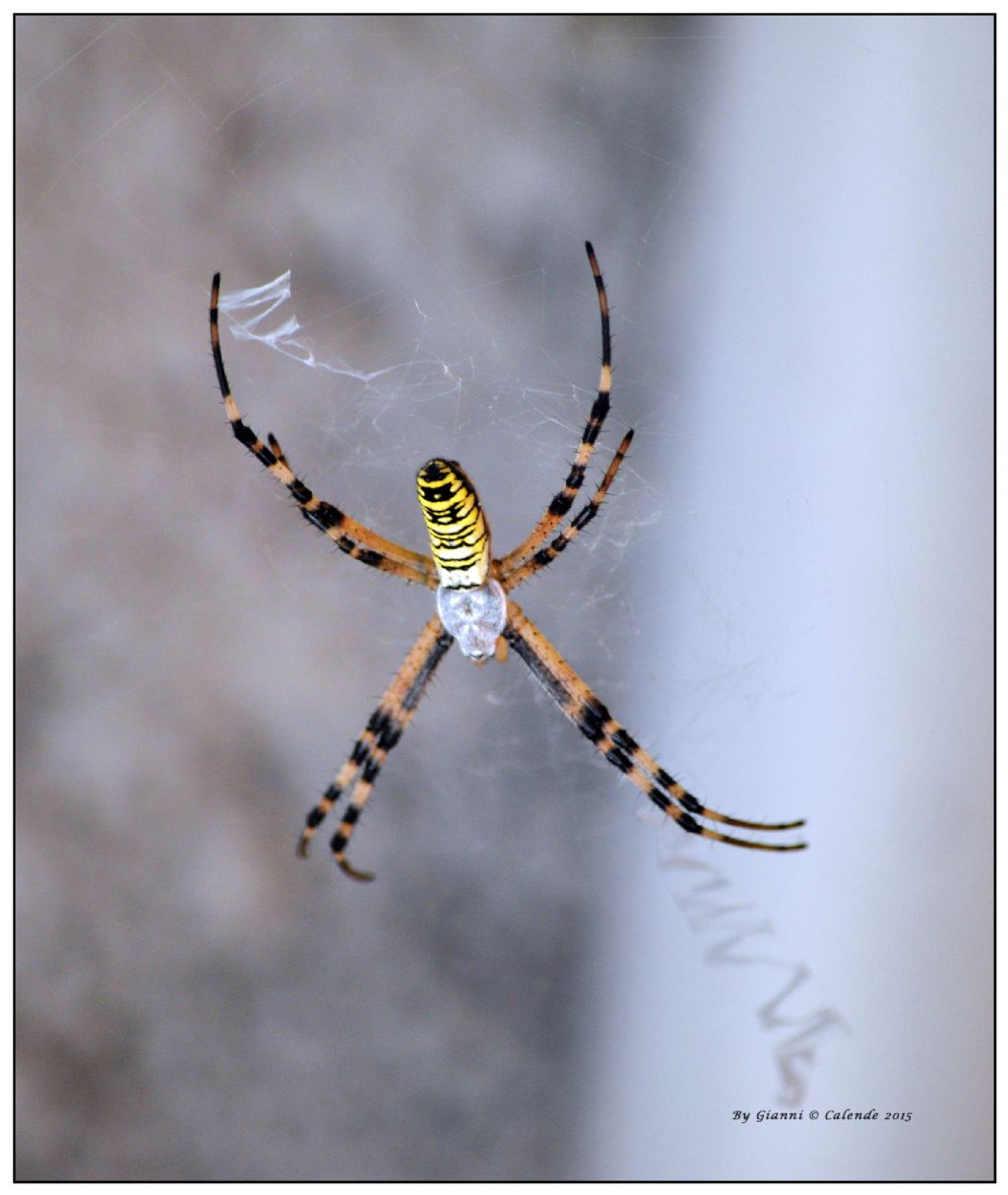 Argiope bruennichi (Ragno vespa)